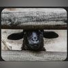 blacksheep130
